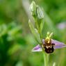 Ophrys abeille - Ophrys apifera Huds.