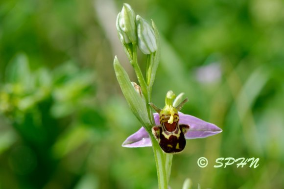 Ophrys abeille - Ophrys apifera Huds.