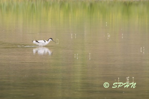 Avocette Marquenterre (Recurvirostra avosetta) Baie de Somme
