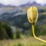 Lis Martagon (Lilium martagon) fruit Lanslevillard (73)