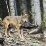 Loup ibérique (Canis lupus signatus)  parc Alpha du Boréon