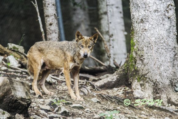 Loup ibérique (Canis lupus signatus)  parc Alpha du Boréon