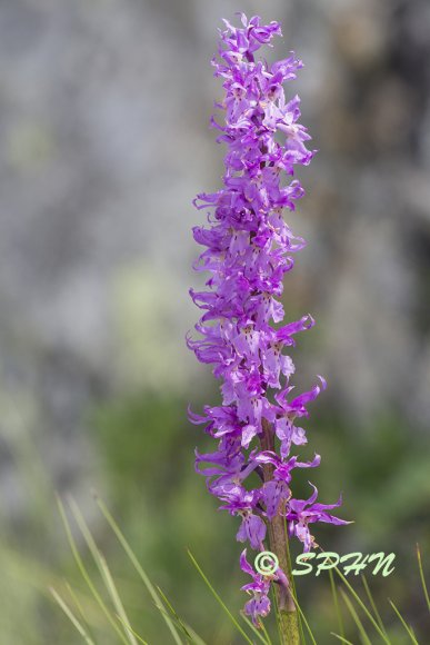 Orchidée Lac blanc (Vanoise)