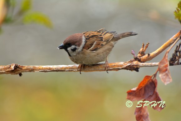 Moineau friquet