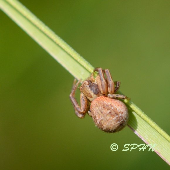 Araignée (Xyxticus cristatus)