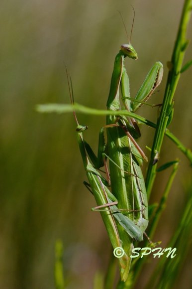 Dictyoptère Mante religieuse (Mantis religiosa)