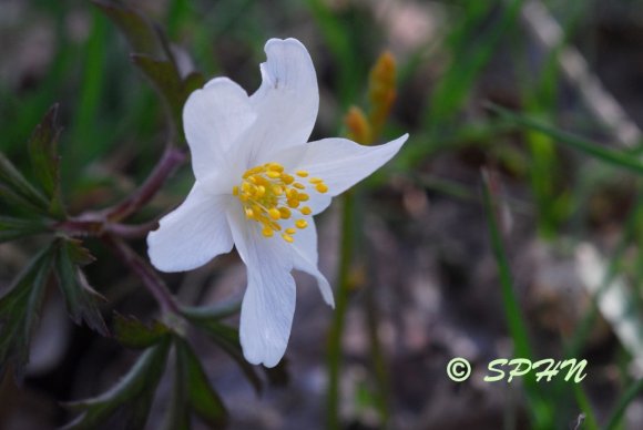 Flore Anémone des bois (Anemone nemorosa)