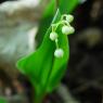 Flore Muguet de mai, Muguet commun (Convallaria majalis)