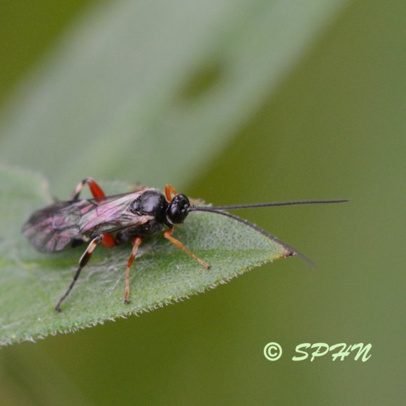 Hyménoptère Ichneumon (Pimpla contemplator)