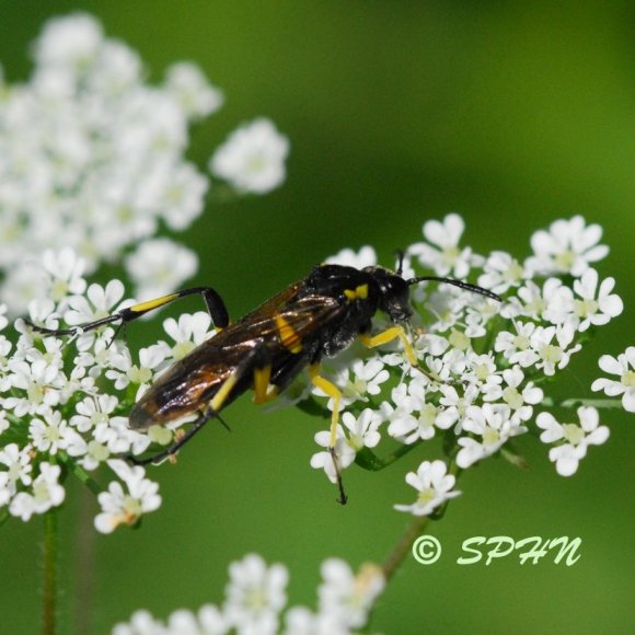 Hyménoptère Tenthrède (Macrophya montana)