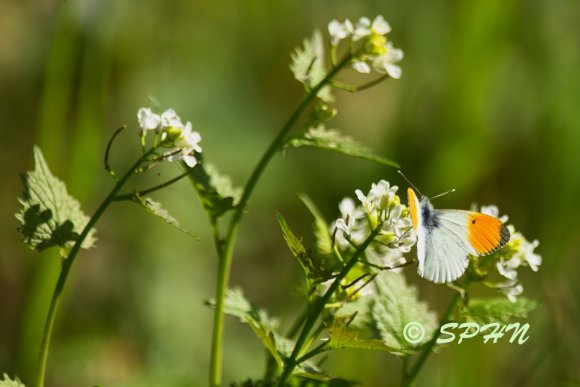 Lépidoptère Aurore (Anthocharis cardamines)