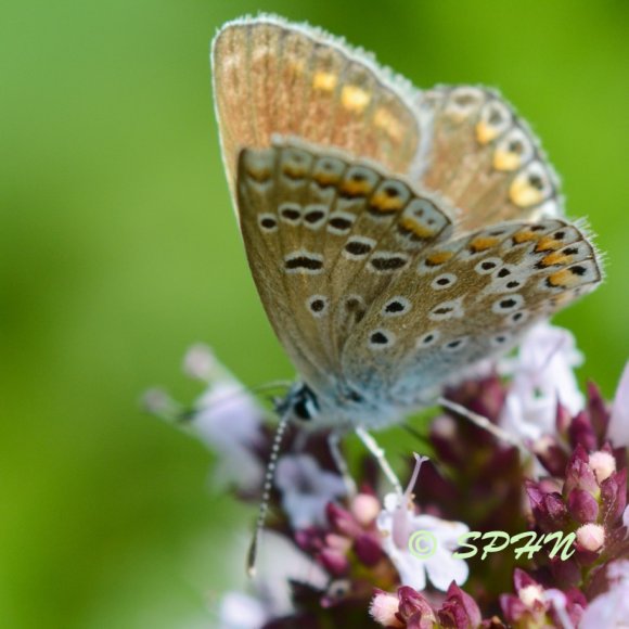 Lépidoptère Azuré commun (Polyommatus icarus)