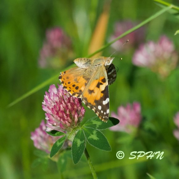 Lépidoptère Belle dame (Vanessa cardui)