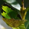 Lépidoptère Botys du bouillon-blanc (Anania verbascalis)