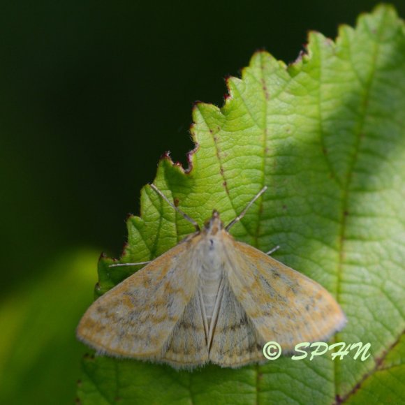 Lépidoptère Botys poudreux (Psammotis pulveralis)