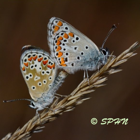 Lépidoptère Collier de corail (Aricia agestis)