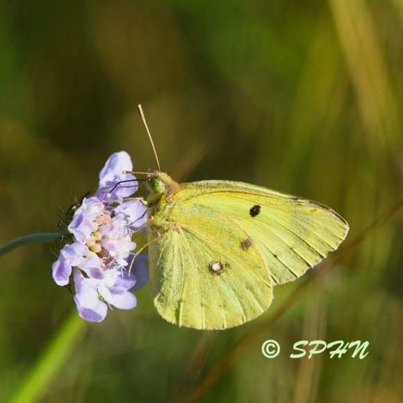 Lépidoptère Fluoré (Colias alfacariensis)