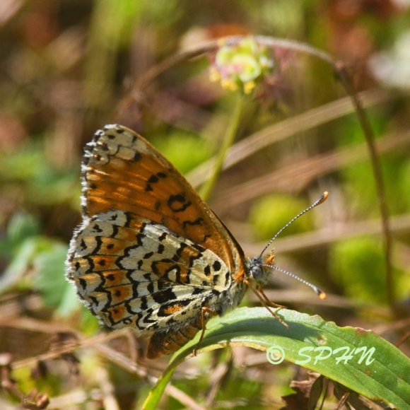 Lépidoptère Mélitée du plantain (Melitaea cinxia)