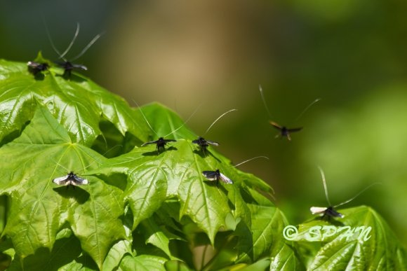 Lépidoptère Microlépidoptère (Adela reaumurella)