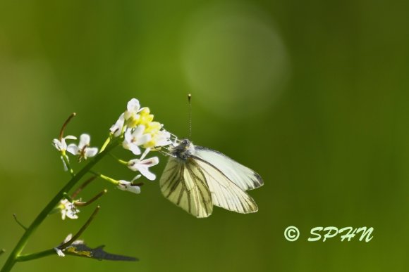 Lépidoptère Pieride du navet (Pieris napi)