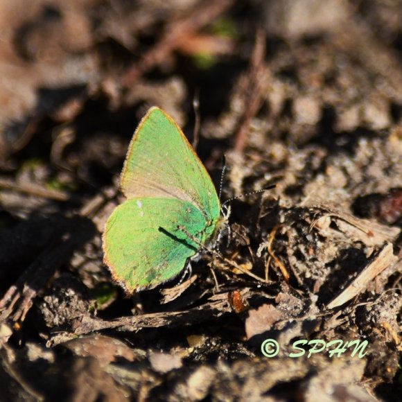 Lépidoptère Thécla verte commune (Callophrys rubi)