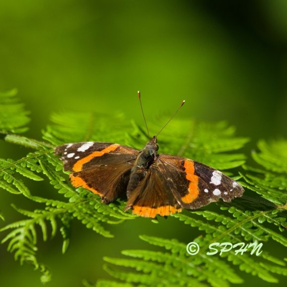 Lépidoptère Vulcain (Vanessa atalanta)