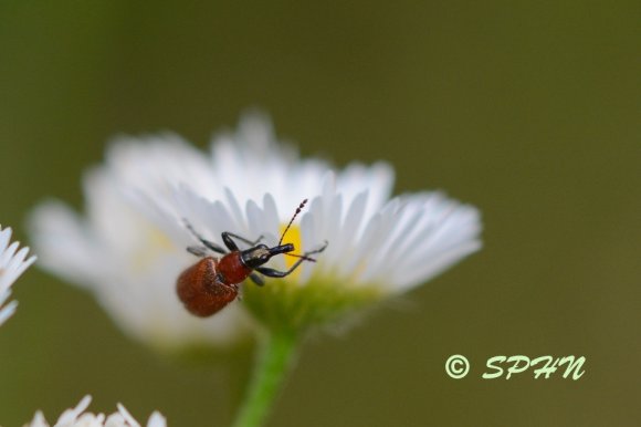 Coléoptère (Lasiorhynchites coeruleocephalus)