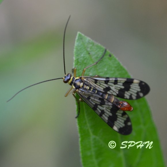 Mécoptère Panorpe vulgaire (Panorpa vulgaris)