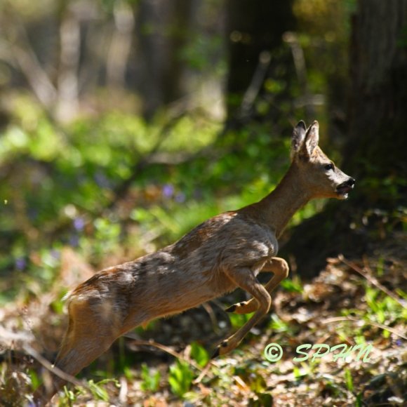 Mammifère Chevreuil (Capreolus capreolus)