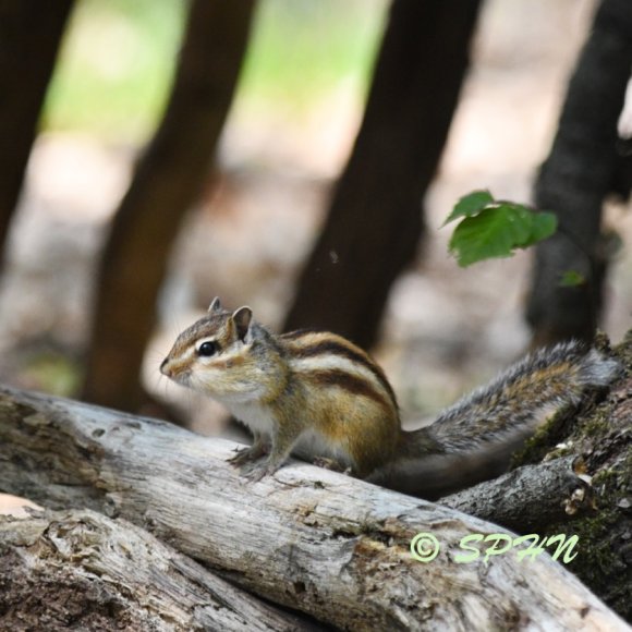 Mammifère Écureuil de Corée, Tamia de Siberie (Tamia sibiricus)