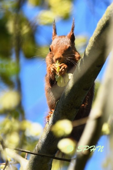 Mammifère Écureuil roux (Sciurus vulgaris)