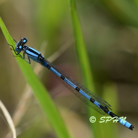 Odonate Agrion porte-coupe (Enallagma cyathigerum)