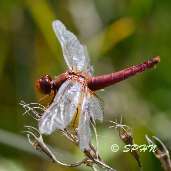 Odonate Crocthémis écarlate (Crocathemis erythraea)