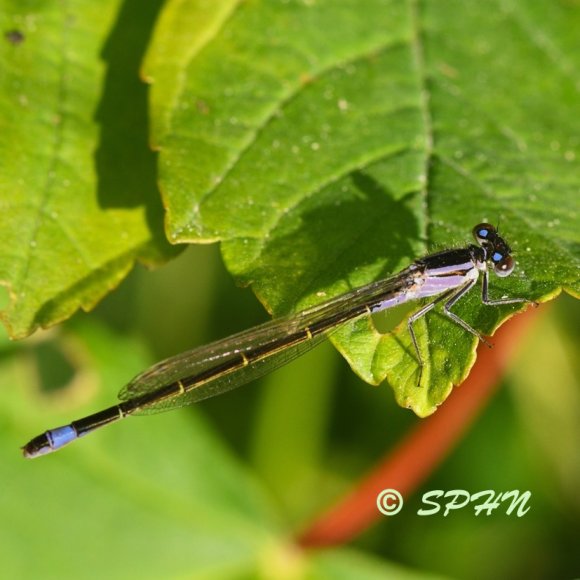 Odonate Ischnure élégante (Ischnura elegans) 