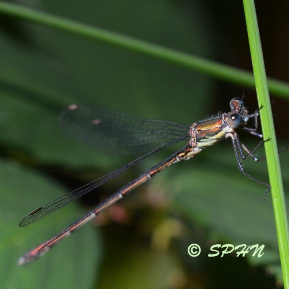 Odonate Leste vert (Chalcolestes viridis = Lestes viridis)