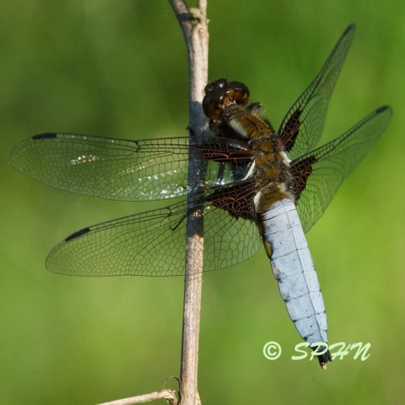 Odonate Libellule deprimée (Libellula depressa)