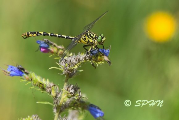 Odonate Onychogomphe à pinces (Onychogomphus forcipatus)