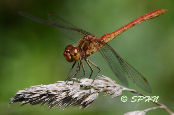 Odonate Sympétrum méridionale (Sympetrum meridional)