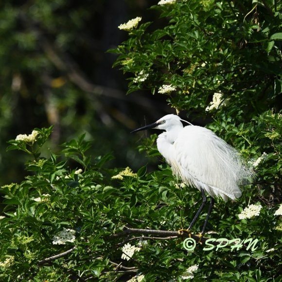 Oiseau Aigrette garzette (Egretta garzetta)