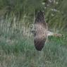 Oiseau Faucon crécerelle (Falco tunnunculus)