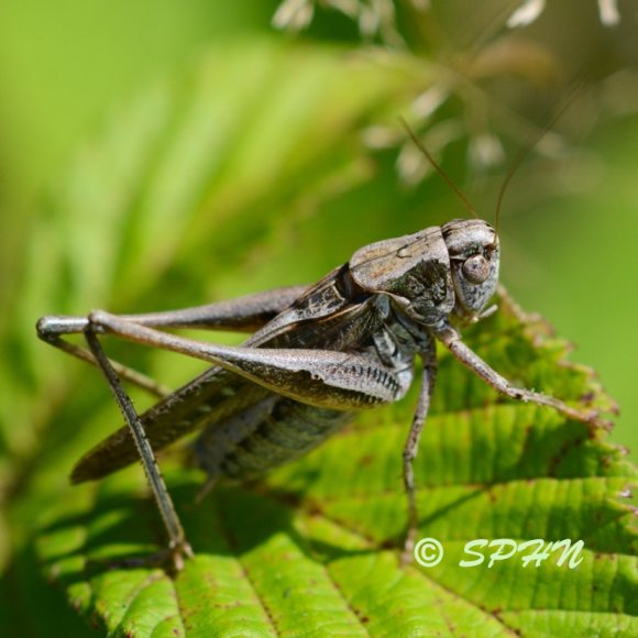 Orthoptère Decticelle chagrinée (Platycleis albopunctata)