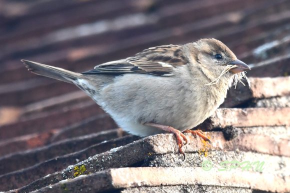 Moineau femelle