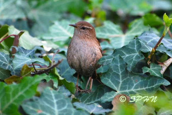 Troglodyte mignon (10)