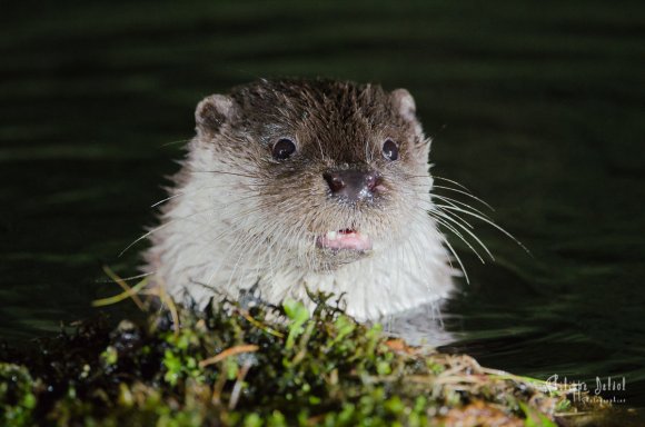 Loutre d'Europe ( Lutra lutra)