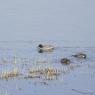 Sarcelle hiver (Anas crecca)  lac du Bourget